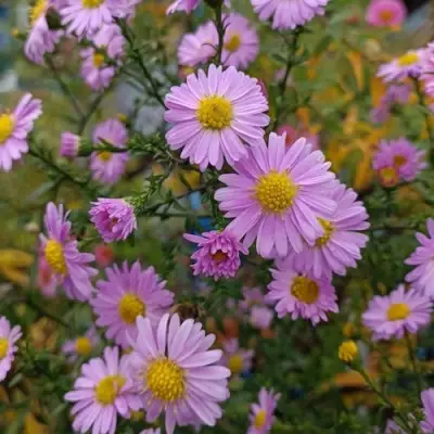 Астра СТРОУБЕРРИ ЭНД КРИМ новобельгийская в Новополоцке