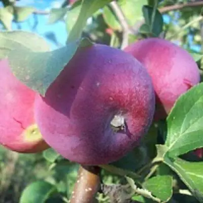 Яблоня СЕРЕБРЯНОЕ КОПЫТЦЕ в Новополоцке