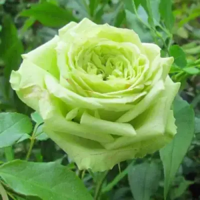 Роза СУПЕР ГРИН чайно-гибридная в Новополоцке