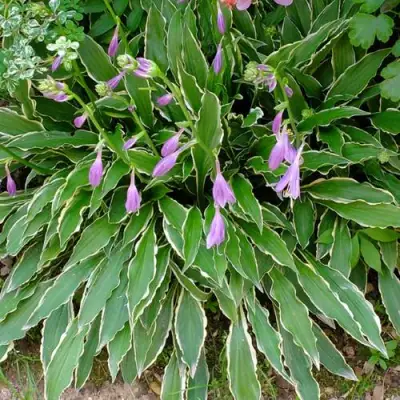 Хоста СТИЛЕТТО гибридная в Новополоцке