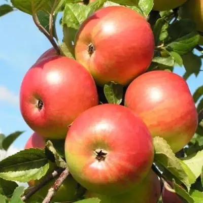 Яблоня ФРИДОМ в Новополоцке