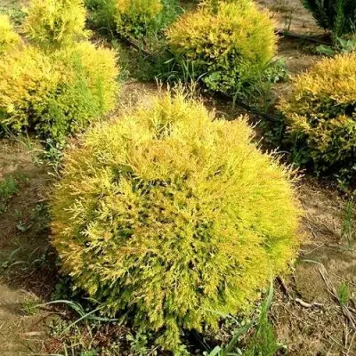 Туя ГЛОБОЗА АУРЕА западная в Новополоцке