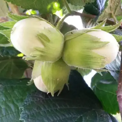 Фундук ЮННАТ в Новополоцке