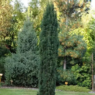 Тис ВОЙТЕК средний  в Новополоцке