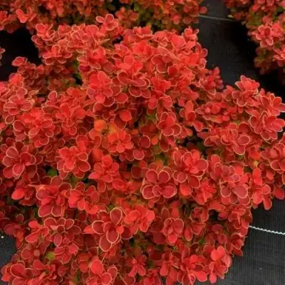 Барбарис РЕД ХОТ ЧИЛИ тунберга в Новополоцке