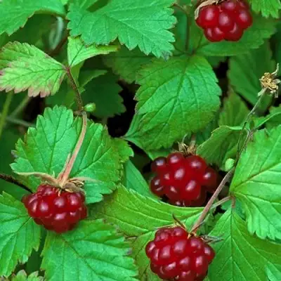 Княженика АУРА в Новополоцке