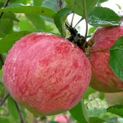 Яблоня ШТРИФЕЛЬ в Новополоцке