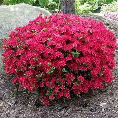 Азалия КАНЗОНЕТТА японская в Новополоцке