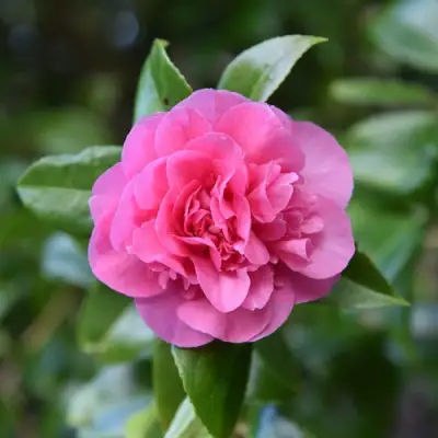 Камелия ДЕББИ в Новополоцке