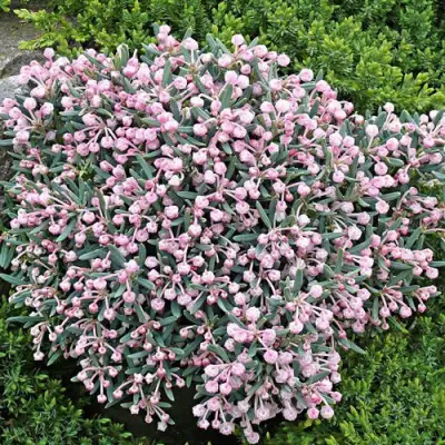 Андромеда БЛЮ АЙС многолистная   в Новополоцке