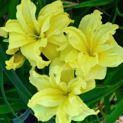 Лилейник ДАБЛ РИВЕР ВАЙ гибридный в Новополоцке