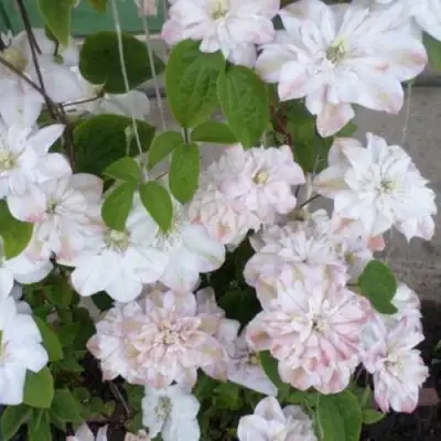 Клематис ИННОСЕНТ БЛАШ в Новополоцке