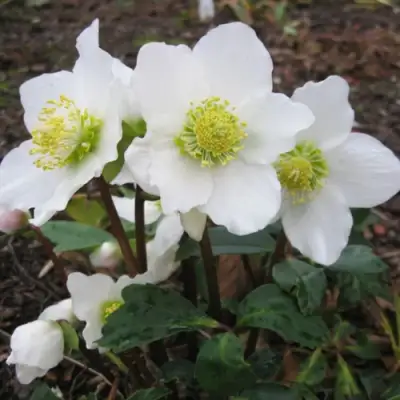 Морозник ЧЕРНЫЙ в Новополоцке