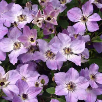 Клематис МОНИНГ СКАЙ в Новополоцке