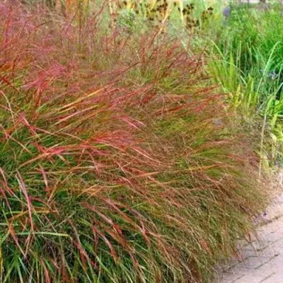 Просо ШЕНАНДО прутьевидное в Новополоцке