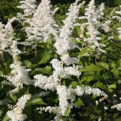 Астильба ДОЙЧЛАНД японская в Новополоцке