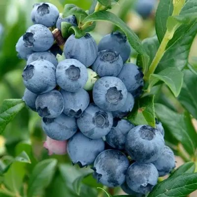 Голубика ХАРДИБЛЮ в Новополоцке