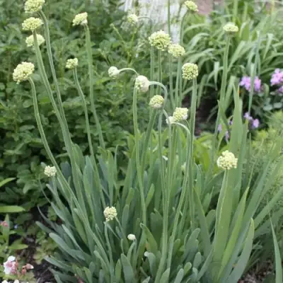 Лук слизун в Новополоцке