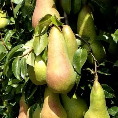 Груша КОНКОРД в Новополоцке