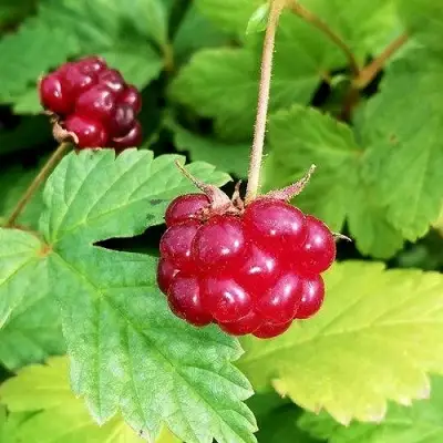 Княженика АННА в Новополоцке