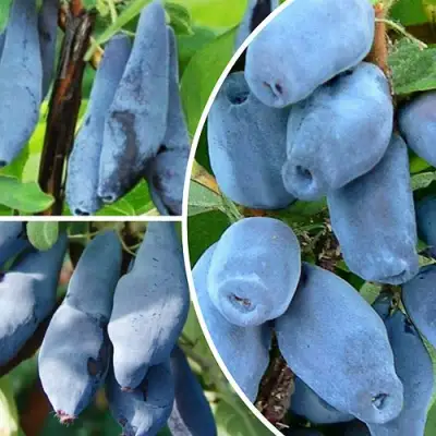 Комплект СИЯНИЕ ГЛАЗ в Новополоцке