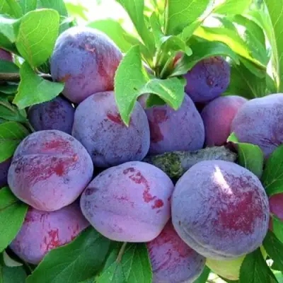 Слива СУВИНИР ВОСТОКА