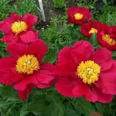 Пион АМЕРИКА травянистый в Новополоцке