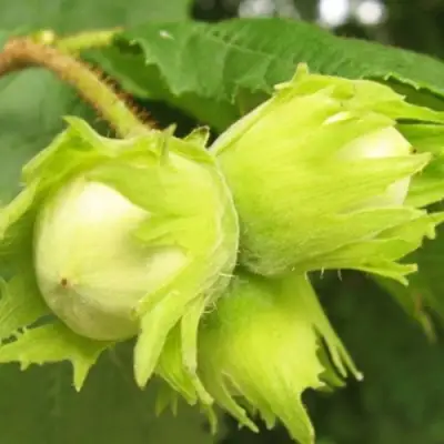 Фундук КАТАЛОНСКИЙ в Новополоцке