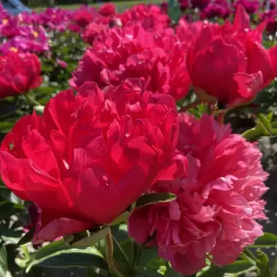 Пион БЕЛГРАВИЯ травянистый в Новополоцке