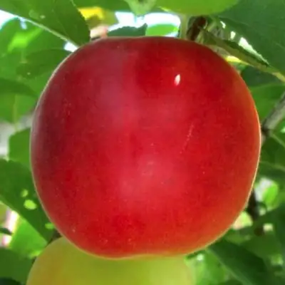 Плумкот БИРИКОККОЛО БОЛОГНЕС в Новополоцке