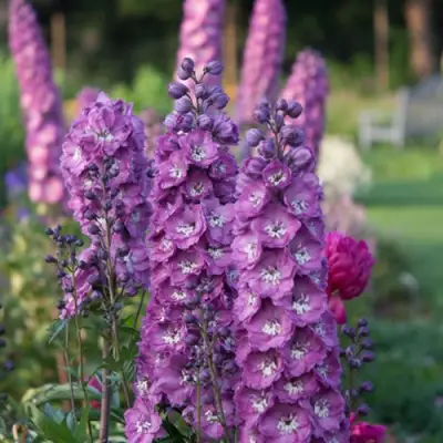 Дельфиниум ДЕЛЬФИС ПИНК ПАУЭ высокий в Новополоцке