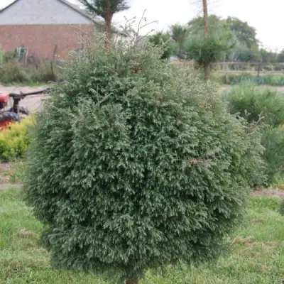 Туя вересковидная в Новополоцке