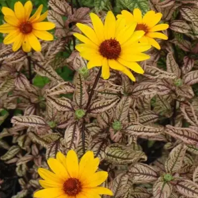 Гелиопсис САММЕР ПИНК в Новополоцке