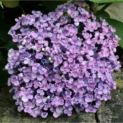 Гортензия АИША крупнолистная  в Новополоцке