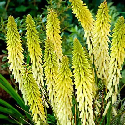 Книфофия ЛИТТЛ МЕЙД гибридная в Новополоцке