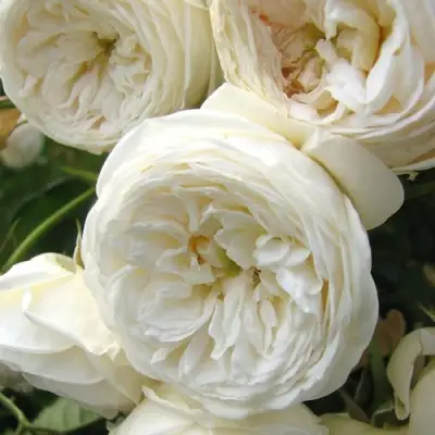 Роза АРТЕМИС шраб в Новополоцке