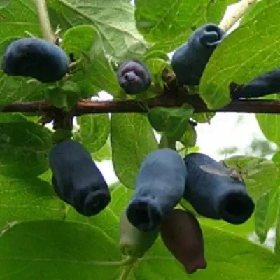 Жимолость съедобная НАРЫМСКАЯ в Новополоцке