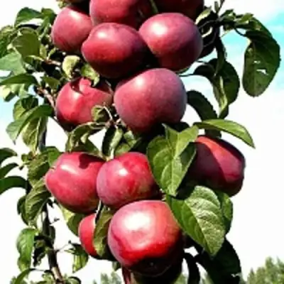 Яблоня МОСКОВСКОЕ ОЖЕРЕЛЬЕ колонновидная в Новополоцке