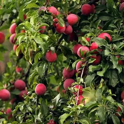 Слива КЛЕОПАТРА в Новополоцке