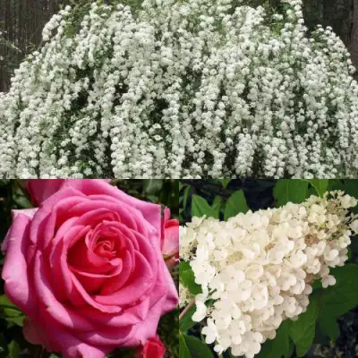 Комплект ВЕЧНАЯ КЛАССИКА в Новополоцке