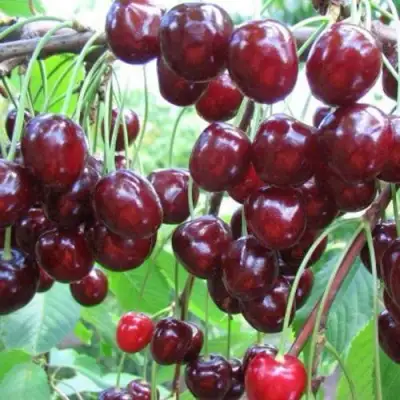 Черешня ОВСТУЖЕНКА в Новополоцке