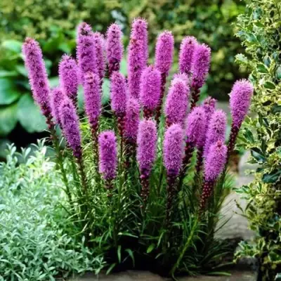 Лиатрис РОЗЕА колосковая в Новополоцке