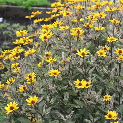 Гелиопсис САММЕР ПИНК в Новополоцке