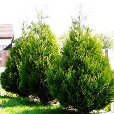 Туя АТРОВИРЕНС складчатая в Новополоцке