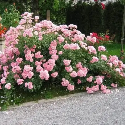 Роза БОНИКА флорибунда в Новополоцке