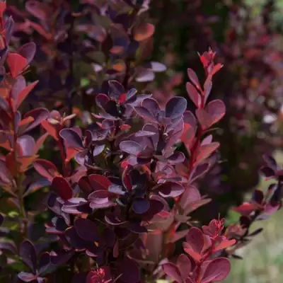 Барбарис ХЕЛМОНД ПИЛЛАР тунберга в Новополоцке