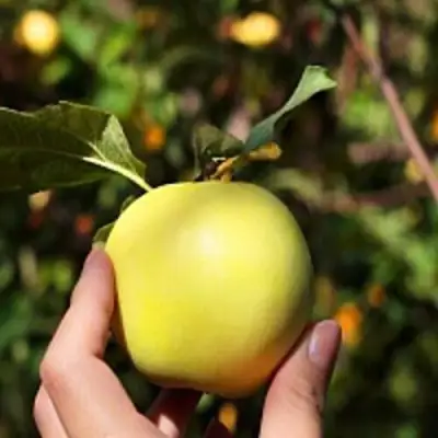 Яблоня РОССИЯНКА в Новополоцке