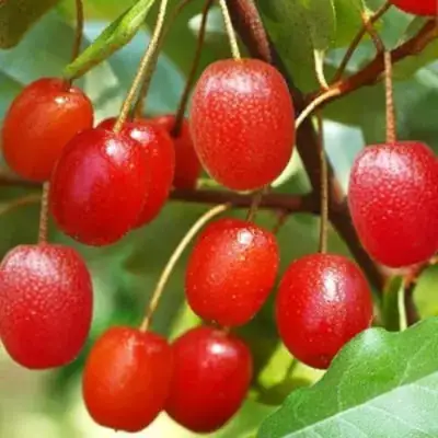 Гуми ТАИСА (ЛОХ МНОГОЦВЕТКОВЫЙ) в Новополоцке