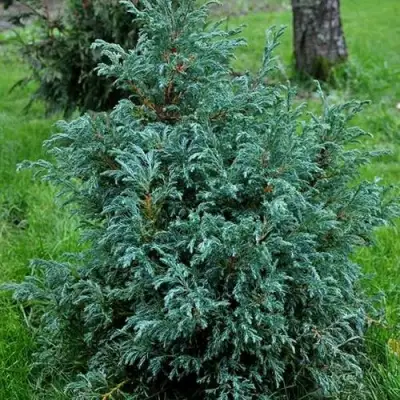 Кипарисовик БЕБИ БЛЮ горохоплодный в Новополоцке