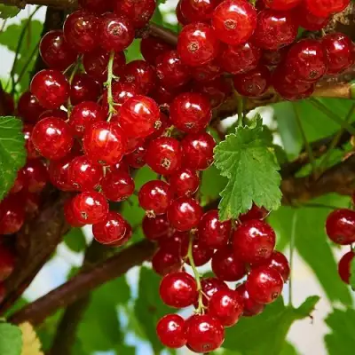 Смородина красная НАТАЛИ в Новополоцке